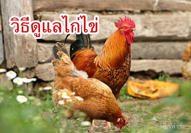 9 ขั้นตอน ดูแลไก่ไข่สาว